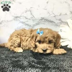 Logan/Cavapoo									Puppy/Male	/7 Weeks,Meet Logan he is a friendly, well socialized, playful,cavapoo puppy. He is vet checked microchipped, updated on his shots and worming. He is ready to meet his new family.