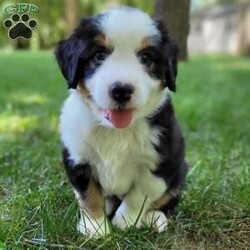 Brody/Mini Bernedoodle									Puppy/Male	/9 Weeks,Hi, I’m Brody! I am a happy-go-lucky little fellow. I love to romp and play, I like playing with children and I have plenty of of kisses for everyone! I am looking for my furever home. Contact my breeder to see if we are a pawfect match!