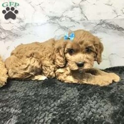 Logan/Cavapoo									Puppy/Male	/7 Weeks,Meet Logan he is a friendly, well socialized, playful,cavapoo puppy. He is vet checked microchipped, updated on his shots and worming. He is ready to meet his new family.