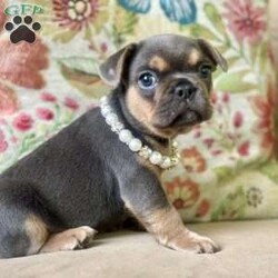 Nala/French Bulldog									Puppy/Female	/7 Weeks,Come and meet Nala! She is the sweetest baby that has eyes that look deep into your soul. So smart and sweet awaiting her new family. 