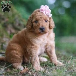 Nellie/Goldendoodle									Puppy/Female	/5 Weeks,Meet our charming little F1B Mini Goldendoodle puppy named Nellie, she is a bundle of joy and fluff that will steal your heart instantly! With soft fur and eyes that sparkle with curiosity, this little girl is ready to fill your home with joy. She has a heart full of love and a playful spirit that will fill your home with laughter. Whether cuddled up on the couch or exploring the great outdoors, she is ready to bring endless joy and companionship to the lucky family that opens their hearts to her boundless affection. Her playful demeanor makes her a wonderful companion for both individuals and families alike. She has inherited the friendly nature of the Golden Retriever and the intelligence of the Poodle! 