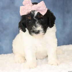 Jade/Mini Sheepadoodle									Puppy/Female	/6 Weeks,Meet Jade, a sweet and loving Mini Sheepadoodle ready to bring joy to her new forever home! Jade is well-socialized and loves being around people. She will be vet checked and is up to date on all her vaccines and dewormer, ensuring she is healthy and ready for her new adventure. Contact Carrie today for more details about her personality and the process of bringing her home with you!