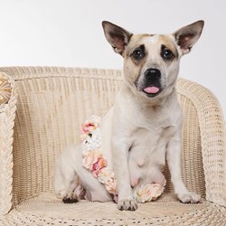 Adopt a dog:Sangria/Mixed Breed/Male/Baby,Sangria and his siblings were born on May 6th, 2024.

Sangria's Mom was found super pregnant wandering the streets as a stray. Lucky for them their foster Mom saw her and couldn't let her give birth on the harsh Houston Streets.

Sangria and all his siblings were born in a loving foster home and are now ready for their forever homes. We expect them to be on the smaller side since their Mom is only 19 pounds, but of course we don't know who Dad is so anything is possible. It is part of the fun of adopting a rescue pup. The last picture is Sangria's Mom during her maternity photo shoot.

These babies are so incredibly adorable and we can't wait to find them the best forever homes.

Sangria is being fostered in Houston Texas, but is available for adoption many places around the country.