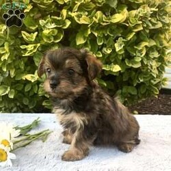 Kurt/Yorkie Poo									Puppy/Male	/May 16th, 2024,Meet Kurt… a cuddly, adorable little ball of fur!! I weighed 2 pounds at 7 wks old … I live in the house with 2 adults and 2 little children, the children love to snuggle me and carry me around, if interested in scheduling an appointment to come meet me , call Lovina today….