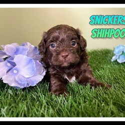 Snickers/Shih-Poo									Puppy/Male	/5 Weeks,Hey there, My name is Snickers! I am a very cute male Shihpoo puppy! I was born on May 31st, 2024. I am such a sweet little boy! I am looking for my new family, could that be with you? If you choose me I will come home to you vet checked with my vaccinations and deworming up to date, and I will also be microchipped. If you think that I would make the perfect little addition to your family, then please call or text to find out more information about me!