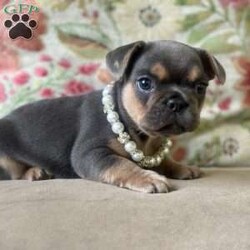 Nala/French Bulldog									Puppy/Female	/7 Weeks,Come and meet Nala! She is the sweetest baby that has eyes that look deep into your soul. So smart and sweet awaiting her new family. 