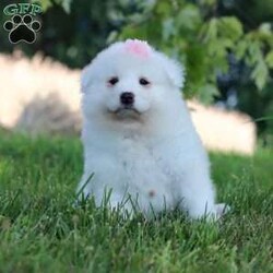 Piper/Samoyed									Puppy/Female	/9 Weeks,Meet Piper, our delightful Samoyed puppy, who is ready to bring unwavering companionship and loyalty to your home. Piper’s fluffy, snowy white coat is soft as a cloud, inviting endless cuddles and all the pets she can get. Her bright, sparkling eyes always seem to be smiling, reflecting her playful and affectionate nature. This little girl is a bundle of joy, brimming with energy and a love for adventures. Her playful spirit is contagious, and she easily entertains you for hours with her puppy antics. Despite her lively demeanor, this pup has a gentle and tender side, always ready for a snuggle session on the couch. Her loving personality and irresistibly soft coat make her the perfect companion, always eager to spend time with her favorite people.