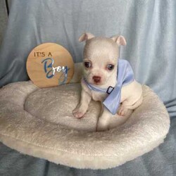 Purebred Chihuahua Pups/Chihuahua (Smooth Coat)/Both/Younger Than Six Months,I have a beautiful litter of chihuahua pupsThey will come vaccinated , microchipped , wormed , vet checked with copyThese little gems are very friendly , playful & loveableThey will come with a puppy packFemales & Males availableCertain pups can come with pedigree papersCall or text for more infoCan freight pups at buyers expensePups will be ready on the 15th of July when they’re 8 weeks of ageNO time wasters !