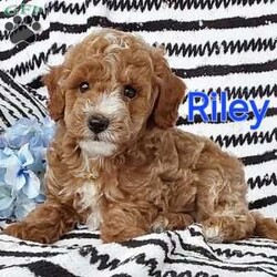 Riley/Miniature Poodle Mix									Puppy/Male	/6 Weeks,Sweet lil cuddly Riley… is family raised with tender loving care and is well socialized with children and adults Caring heart and sweetness made for a special friend who will always be there comforting you with lots of love!! We have 3 children so our fur-babies get lots of attention! Riley is vet health checked! You would get along vet certificate, microchip numbers, health records, warranty thats good for up to 1 year and a lil baggy food! If you would like to schedule a visit contact Susan and will arrange a time for you to meet Riley! 