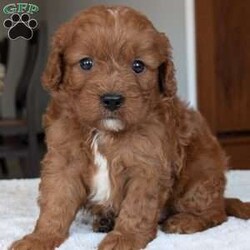 Ginger/Cavapoo									Puppy/Female	/5 Weeks,Hello everyone! Meet our precious little girl, Ginger. She is a beautiful Cavapoo puppy with a beautiful coat of soft, wavy hair! Her mom is a beautiful mini poodle and dad is a cavalier. Ginger will be between 10 and 15lbs fully grown.  She has a very sweet temperament and is very sweet and loving. She is sure to melt your heart with all her cuteness! She will be available to her new home on July 30th. Ginger is a very happy and healthy little gal!