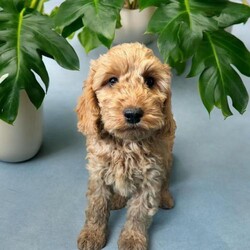 F1 show type cockapoo pups, fully vaccinated, ready now/Cockapoo/Mixed Litter/3 months,Beautiful f1 cockapoo puppies , ready for there new homes! Fully vaccinated, almost ready to start going on walks. Pra and FN clear Boys and girls available Reds, sable, chocolate sable, black, chocolate. Ready now! We have been breeding cockapoo’s for 16yrs and have a wealth of knowledge about this wonderful type of dog. Our puppies are extremely well socialised with other dogs and cats. Crate trained and toilet trained by the time they leave us. Used to all house hold noise, brought up in our home. Used to being professionally groomed from 5 weeks old in our home grooming salon. Upto date with parasite control Fully vaccinated Microchipped Health checked, Twice by our vet.
Will come with food they have been weaned onto , blanket and teddy with mum and siblings scent on. Puppy sales contract Lifelong support and advice should you need it. Pictures are all upto date. If the advert is still on the puppies listed are still available. We do not send more pictures out, puppies can be viewed along with there mum and dad. Ready now! You can see the dogs we have bred over the years on our fb page adevantia breeding and pet services.