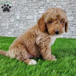 SABAN/Bernedoodle									Puppy/Male	/6 Weeks,LOOK AT ME! LOOK AT MY EYES  THEY ARE PARTLY  BLUE! I’m an F1B HYPOALERGENIC  little ball of fur. Come meet me or I can be transported to your front door for a small additional fee. Text or call for more information. 