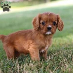 Rally/Cavalier King Charles Spaniel									Puppy/Female	/6 Weeks,Meet Rally, our charming ACA Cavalier King Charles Spaniel puppy! Her silky, flowing fur and soulful eyes make her the picture of elegance. She has a gentle, affectionate personality, always ready to shower you with love and companionship. She is incredibly friendly and loves meeting new people and pets. Whether she’s curled up beside you or exploring the yard with her playful spirit, she’ll bring warmth and joy to every moment. Get ready for endless love and loyalty with Rally, the sweetest Cavalier around!