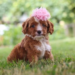 Flower/Cavapoo									Puppy/Female	/6 Weeks,Flower is the definition of “pawsitively” delightful! She’s an adorable Cavapoo baby, always ready to brighten your day with her playful antics. This little gal is incredibly affectionate, and loves snuggles, making her the perfect cuddle buddy. Her friendly nature and boundless energy will keep you entertained, and her loyalty will warm your heart. Don’t miss out on a lifetime of an endless amount of puppy kisses and love, she will grow to be a darling teddy bear.