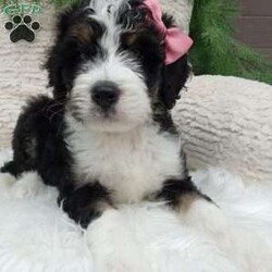 Remy/Bernedoodle									Puppy/Female	/9 Weeks,Meet Remy! She is an adorable and sweet Bernadoodle puppy! She loves cuddles and all the attention! She has been vet checked,and is up to date on vaccines, and deworming. For more information call or text Mary Sue. A $200 deposit will reserve her and is nonrefundable. 