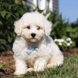 Victor/Bichon Frise									Puppy/Male	/8 Weeks,Introducing Victor, the sweetest ACA Bichon Frise who is ready to bring endless joy and love into your life! With his fluffy white coat and cheerful personality, Victor is the perfect little companion. Victor is full of energy and loves to explore his surroundings. Bichon Frises are known for their friendly and gentle nature, making them great with kids and other pets. Victor is always ready for an adventure, whether it’s a walk in the park or a play session in the backyard. Victor is eager to find his forever home where he can share his love and bring smiles to all the people around him.