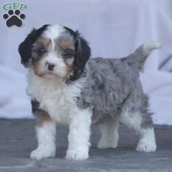 Elsa/Cavapoo									Puppy/Female	/May 15th, 2024,Call, text or email to meet Elsa! We also offer virtual meets via FaceTime or google meet 