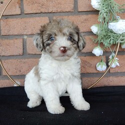 Chloe/Labradoodle									Puppy/Female	/6 Weeks,Hi! My name is Chloe, the sweet, softhearted F1B medium labradoodle you’ve been looking for!! My warm, loving puppy eyes will melt your heart!! I am the smallest of the bunch but I’ve got lots of energy, ready for an adventure!! Prepare to fall in love! I am loved and cared for by a small family, but I think your home seems right for me! You are welcome to come meet me and take me home or I am willing to travel to your home by delivery.