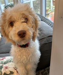 Adopt a dog:Toby/Cockapoo/Male/Baby,MEET TOBY - FOSTERED IN EAST BEND, NC!

Toby is a 7-month-old, 19-pound Cockapoo. He is a very active puppy and will thrive with a family that is very active or has an active pup that is looking for a playmate!

Toby was purchased by an elderly owner, and they were not prepared for an active puppy. Toby needs a strong leader that will take the time to train him and show him how to be a confident pup and give him basic obedience. 

Toby is doing well with his housetraining. He is in the T-Rex stage that the majority of puppies go through. Redirection on proper chew toys help with this phase. 

Toby crates well. He sleeps in his crate and asks to go out in the morning and back to bed for an hour. He is up, eats and plays with his toys and is looking for a person or pup to keep up with his extremely active puppy nature! 

He has not been tested with cats. If you have older dogs or dogs that do not play. He will be a pest. He wants to play, play and play! 

Toby is not suited for small children. Older calmer children will do well with him. 

A fenced in yard is a must! Do not apply if you do not have a fenced in yard. 

Toby is not suited for a home where no one is home most of the day. 

Please consider one's age when applying for Toby. He will live at least another 13 years and we want him to be with his forever family. 

Toby is completely vetted and microchipped. 

He does require daily grooming/brushing if one does not want him matted and he will need to visit the groomer every six weeks at the most. 

We conduct vet references, home visits and personal interviews in our adoption process. 

Please email: Lynnsrescuesquad@gmail.com for an application.