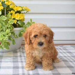 Bear/Cavapoo									Puppy/Male	/May 8th, 2024,Bear is a lovable F1B Cavapoo puppy with a playful personality. This cute pooch will be the best addition to his forever family! He comes home vet checked and up to date on shots and de-wormer, plus the breeder provides a health guarantee for 30 days. Socialized and family raised with children, Bear is ready to meet you! Call David and Anna today to learn more and schedule your visit!