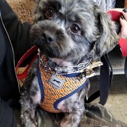 Adopt a dog:Cloud/Shih Tzu/Male/Young,**We are only fostering/adopting in the tri-state area-- (NYC/CT/NJ)**

Cloud is a year old Shorkie mix. He needs someone who has extensive dog experience. He is not for a home with kids. His owner passed away and he is up for adoption. Wee wee pad trained. To inquire about fostering (NJ/LI/NYC area) or adopting, fill out an application at www.heavenlyangelsanimalrescue.org