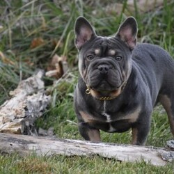 Jackson/French Bulldog									Puppy/Male	/May 16th, 2024,Meet Jackson, a snuggly and easy going French Bulldog puppy! This sweet and playful pup is vet checked and up to date on shots and wormer. Jackson can be registered with the AKC and comes with a health guarantee provided by the breeder. This amazing pup is family raised with children and is well socialized. To find out more about Jackson, please contact Elam & Rebecca today!