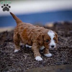 Ruby/Cavapoo									Puppy/Female	/5 Weeks,Charming and adorable Red and White Cavapoo Puppy, and I can’t wait to become a cherished member of your family.