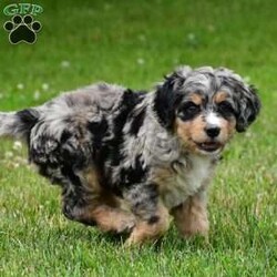 Izzy/Bernedoodle									Puppy/Female	/8 Weeks,Meet Izzy, she will melt your heart with her cuteness, super sweet loving temperament and personality. 