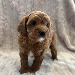 Toy poodle cross pup/Poodle (Toy)/Male/Younger Than Six Months,ShoodleNon-sheddingDNA clearMum (5kg) is a shoodle and Dad (2.5kg) is a toy poodle. 1 male pup available. Has been wormed at 2,4 and 6 weeks, as well as had his first vaccination and has been microchipped. Born on the 21st of May and will be ready his home from the 16th of July.
