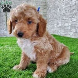 SABAN/Bernedoodle									Puppy/Male	/6 Weeks,LOOK AT ME! LOOK AT MY EYES  THEY ARE PARTLY  BLUE! I’m an F1B HYPOALERGENIC  little ball of fur. Come meet me or I can be transported to your front door for a small additional fee. Text or call for more information. 