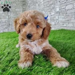 SABAN/Bernedoodle									Puppy/Male	/6 Weeks,LOOK AT ME! LOOK AT MY EYES  THEY ARE PARTLY  BLUE! I’m an F1B HYPOALERGENIC  little ball of fur. Come meet me or I can be transported to your front door for a small additional fee. Text or call for more information. 