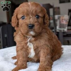 Ginger/Cavapoo									Puppy/Female	/5 Weeks,Hello everyone! Meet our precious little girl, Ginger. She is a beautiful Cavapoo puppy with a beautiful coat of soft, wavy hair! Her mom is a beautiful mini poodle and dad is a cavalier. Ginger will be between 10 and 15lbs fully grown.  She has a very sweet temperament and is very sweet and loving. She is sure to melt your heart with all her cuteness! She will be available to her new home on July 30th. Ginger is a very happy and healthy little gal!