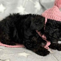 Ready to go now - Teacup Yorkie-poo pups 100% dna clear /Yorkshire Terrier/Both/Younger Than Six Months,BIN0010069095428RPBA memberJust 2 girls now available.White face puppy is a boy - blue beanie - middle size…still tiny…Black face is a girl - pink beanie (a bit longer in the body, a bit wider and shorter to the ground)Black and tan face puppy is a girl - yellow scarf (tiniest…most confident)This breed is so cool…tiny, cute as a button, playful, loving, loyal, clever, water loving, no aggression ever, shaggy floppy teddy bears just waiting to be your best friend. Way better than a cavoodle, groodle, Spoodle or other oodle .Our beautiful purebred yorkshire terrier girl and our gorgeous purebred red tiny teacup toy poodle have welcomed in a litter of first generation Yorkie poo puppies.They are crazy healthy - super tiny, full of beans, chunky, soft, squishy and loving.They are all toilet trained to go on their puppy pads. They have begun doggy door training and crate training for sleeping only.Our pups are given puppy culture training so we expose them early to different scents, sounds and experiences so they’re more resilient and settled with you.Our parents are 100% purebred. They are both 100% dna clear. They both live with us, are our pets and will always do. You are encouraged to meet them with the pups.Our mum breezed through her pregnancy and has been an incredible mum. Pups are fat, happy and so silky. Mum has done an amazing job keeping them full, clean and behaving.BIN0010069095428RPBA memberOur parents must have great personalities - loving, calm, friendly…not barkers, not bitey, not anxious. It helps create pups that have similar temperaments.Pups have been:✅ Given fresh frozen plasma at birth✅ Vet checked✅ Microchipped✅ Vaccinated✅ Wormed (fortnightly from 2 weeks old)Pups come with…✅ 6 weeks free puppy insurance✅ Soft crate (litter scented) to travel and sleep in✅ Baby blanket (litter scented)✅ Cuddle toy (litter scented)✅ Bag of Royal Canin Mini Puppy food✅ Digital thermometer✅ Microchip online transfer fee done and paid✅ 10 week wormer dose done✅ Vaccination schedule and passport✅ Puppy booklet explaining everything we’ve done with your pup so far and everything we recommend you do moving forward plus it has grooming and training tips, recipes and more.✅ 24/7 lifetime support and adviceMum is 100% no shed as is dad.Before enquiring we ask that you are sure you are ready to give one of our pups a home for their lifetime. Please also ensure you have permission from real estates, partners, parents etc before enquiring.We need to know about your life and the life you would offer our babies to make sure we match.Please message ******** 004 if interested in our fur babies. REVEAL_DETAILS 
