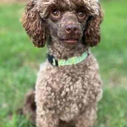 Tiny F1b Toy Cavoodles DNA clear avail 27/7/Poodle (Toy)/Both/Younger Than Six Months,Our teeny tiny F1b Toy Cavoodles are ready for their furever homes.Our beautiful babies are raised and loved on within our home.Nelly (mum) is our gorgeous 1st generation Cavoodle furbaby - Milo (dad) is a stud chocolate toy poodle.Puppies are well socialised and are used to children and other animals.They are 8 weeks old (27/7) - we encourage visits (FaceTime ect if not local)Puppy’s have been vet checked, chipped and their first vax.Puppies are DNA clear.Boy $1500 (SOLD)Pink girl $2000 (SOLD)Green girl $2000 (SOLD)Purple girl $2000Chocolate girl $3000 (SOLD)Happy to answer any questions via email or mobile phone.We are located in Tamworth NSW.
