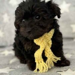 Ready to go now - Teacup Yorkie-poo pups 100% dna clear /Yorkshire Terrier/Both/Younger Than Six Months,BIN0010069095428RPBA memberJust 2 girls now available.White face puppy is a boy - blue beanie - middle size…still tiny…Black face is a girl - pink beanie (a bit longer in the body, a bit wider and shorter to the ground)Black and tan face puppy is a girl - yellow scarf (tiniest…most confident)This breed is so cool…tiny, cute as a button, playful, loving, loyal, clever, water loving, no aggression ever, shaggy floppy teddy bears just waiting to be your best friend. Way better than a cavoodle, groodle, Spoodle or other oodle .Our beautiful purebred yorkshire terrier girl and our gorgeous purebred red tiny teacup toy poodle have welcomed in a litter of first generation Yorkie poo puppies.They are crazy healthy - super tiny, full of beans, chunky, soft, squishy and loving.They are all toilet trained to go on their puppy pads. They have begun doggy door training and crate training for sleeping only.Our pups are given puppy culture training so we expose them early to different scents, sounds and experiences so they’re more resilient and settled with you.Our parents are 100% purebred. They are both 100% dna clear. They both live with us, are our pets and will always do. You are encouraged to meet them with the pups.Our mum breezed through her pregnancy and has been an incredible mum. Pups are fat, happy and so silky. Mum has done an amazing job keeping them full, clean and behaving.BIN0010069095428RPBA memberOur parents must have great personalities - loving, calm, friendly…not barkers, not bitey, not anxious. It helps create pups that have similar temperaments.Pups have been:✅ Given fresh frozen plasma at birth✅ Vet checked✅ Microchipped✅ Vaccinated✅ Wormed (fortnightly from 2 weeks old)Pups come with…✅ 6 weeks free puppy insurance✅ Soft crate (litter scented) to travel and sleep in✅ Baby blanket (litter scented)✅ Cuddle toy (litter scented)✅ Bag of Royal Canin Mini Puppy food✅ Digital thermometer✅ Microchip online transfer fee done and paid✅ 10 week wormer dose done✅ Vaccination schedule and passport✅ Puppy booklet explaining everything we’ve done with your pup so far and everything we recommend you do moving forward plus it has grooming and training tips, recipes and more.✅ 24/7 lifetime support and adviceMum is 100% no shed as is dad.Before enquiring we ask that you are sure you are ready to give one of our pups a home for their lifetime. Please also ensure you have permission from real estates, partners, parents etc before enquiring.We need to know about your life and the life you would offer our babies to make sure we match.Please message ******** 004 if interested in our fur babies. REVEAL_DETAILS 