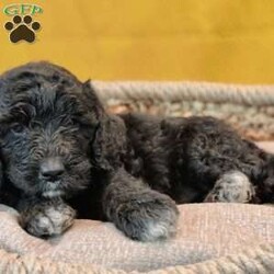 Eclipse/Goldendoodle									Puppy/Female	/May 21st, 2024,Eclipse is a sweet, slightly shy puppy. She’s likely going to be a very loyal companion to the one who chooses her as his/her very own best furry friend. She’s up to date on deworming and vaccinations, Vet checked with a Health Certificate and comes with a One Year Health Guarantee.