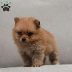 Georgia/Pomeranian									Puppy/Female	/6 Weeks,To contact the breeder about this puppy, click on the “View Breeder Info” tab above.