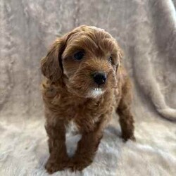 Toy poodle cross pup/Poodle (Toy)/Male/Younger Than Six Months,ShoodleNon-sheddingDNA clearMum (5kg) is a shoodle and Dad (2.5kg) is a toy poodle. 1 male pup available. Has been wormed at 2,4 and 6 weeks, as well as had his first vaccination and has been microchipped. Born on the 21st of May and will be ready his home from the 16th of July.