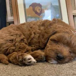 Toy poodle cross pup/Poodle (Toy)/Male/Younger Than Six Months,ShoodleNon-sheddingDNA clearMum (5kg) is a shoodle and Dad (2.5kg) is a toy poodle. 1 male pup available. Has been wormed at 2,4 and 6 weeks, as well as had his first vaccination and has been microchipped. Born on the 21st of May and will be ready his home from the 16th of July.