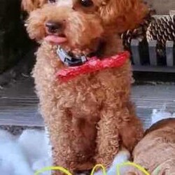 Toy poodle cross pup/Poodle (Toy)/Male/Younger Than Six Months,ShoodleNon-sheddingDNA clearMum (5kg) is a shoodle and Dad (2.5kg) is a toy poodle. 1 male pup available. Has been wormed at 2,4 and 6 weeks, as well as had his first vaccination and has been microchipped. Born on the 21st of May and will be ready his home from the 16th of July.