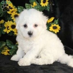 Archie/Bichon Frise									Puppy/Male	/9 Weeks,Say hello to Archie the AKC Bichon Frise puppy who loves attention! This little cutie is started on potty training and crate training and loves attention. Both parents are health tested and weigh between 10-12lbs. He is well socialized with children and other puppies and is family raised! He can be microchipped, delivered, or registered for an extra fee. We are seeking loving responsible homes for our puppies! Contact us today to learn more about visiting them or taking home your new pup!