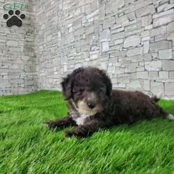 SAMSON/Bernedoodle									Puppy/Male	/6 Weeks,LOOK AT ME! IM a healthy happy friendly fluffy little puppy !I would love to be your friend! I’m an F1B HYPOALERGENIC Little  ball of fur. Come meet me or I can be transported to your front door for a small additional fee. Text or call for more information. 