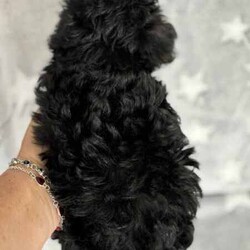Ready to go now - Teacup Yorkie-poo pups 100% dna clear /Yorkshire Terrier/Both/Younger Than Six Months,BIN0010069095428RPBA memberJust 2 girls now available.White face puppy is a boy - blue beanie - middle size…still tiny…Black face is a girl - pink beanie (a bit longer in the body, a bit wider and shorter to the ground)Black and tan face puppy is a girl - yellow scarf (tiniest…most confident)This breed is so cool…tiny, cute as a button, playful, loving, loyal, clever, water loving, no aggression ever, shaggy floppy teddy bears just waiting to be your best friend. Way better than a cavoodle, groodle, Spoodle or other oodle .Our beautiful purebred yorkshire terrier girl and our gorgeous purebred red tiny teacup toy poodle have welcomed in a litter of first generation Yorkie poo puppies.They are crazy healthy - super tiny, full of beans, chunky, soft, squishy and loving.They are all toilet trained to go on their puppy pads. They have begun doggy door training and crate training for sleeping only.Our pups are given puppy culture training so we expose them early to different scents, sounds and experiences so they’re more resilient and settled with you.Our parents are 100% purebred. They are both 100% dna clear. They both live with us, are our pets and will always do. You are encouraged to meet them with the pups.Our mum breezed through her pregnancy and has been an incredible mum. Pups are fat, happy and so silky. Mum has done an amazing job keeping them full, clean and behaving.BIN0010069095428RPBA memberOur parents must have great personalities - loving, calm, friendly…not barkers, not bitey, not anxious. It helps create pups that have similar temperaments.Pups have been:✅ Given fresh frozen plasma at birth✅ Vet checked✅ Microchipped✅ Vaccinated✅ Wormed (fortnightly from 2 weeks old)Pups come with…✅ 6 weeks free puppy insurance✅ Soft crate (litter scented) to travel and sleep in✅ Baby blanket (litter scented)✅ Cuddle toy (litter scented)✅ Bag of Royal Canin Mini Puppy food✅ Digital thermometer✅ Microchip online transfer fee done and paid✅ 10 week wormer dose done✅ Vaccination schedule and passport✅ Puppy booklet explaining everything we’ve done with your pup so far and everything we recommend you do moving forward plus it has grooming and training tips, recipes and more.✅ 24/7 lifetime support and adviceMum is 100% no shed as is dad.Before enquiring we ask that you are sure you are ready to give one of our pups a home for their lifetime. Please also ensure you have permission from real estates, partners, parents etc before enquiring.We need to know about your life and the life you would offer our babies to make sure we match.Please message ******** 004 if interested in our fur babies. REVEAL_DETAILS 