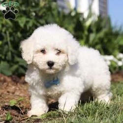 Victor/Bichon Frise									Puppy/Male	/8 Weeks,Introducing Victor, the sweetest ACA Bichon Frise who is ready to bring endless joy and love into your life! With his fluffy white coat and cheerful personality, Victor is the perfect little companion. Victor is full of energy and loves to explore his surroundings. Bichon Frises are known for their friendly and gentle nature, making them great with kids and other pets. Victor is always ready for an adventure, whether it’s a walk in the park or a play session in the backyard. Victor is eager to find his forever home where he can share his love and bring smiles to all the people around him.