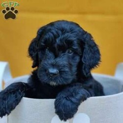 Coal/Goldendoodle									Puppy/Male	/May 21st, 2024,Coal is a sweet, happy puppy, all ready to go to his furever home on July 16th. He’s up to date on deworming and vaccinations, Vet checked with a Health Certificate and comes with a One Year Health Guarantee. 