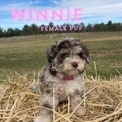 F1 Mini Bordoodle puppies /Poodle (Toy)/Both/Younger Than Six Months,Valleyrose Boredoodles have a litter of 10 gorgeous puppies available for their forever homes 