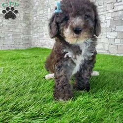 SAMSON/Bernedoodle									Puppy/Male	/6 Weeks,LOOK AT ME! IM a healthy happy friendly fluffy little puppy !I would love to be your friend! I’m an F1B HYPOALERGENIC Little  ball of fur. Come meet me or I can be transported to your front door for a small additional fee. Text or call for more information. 