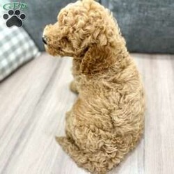 Victor/Labradoodle									Puppy/Male	/7 Weeks,This sweet and adorable F1BB Labradoodle is looking for a forever family! Dad “Teo” is a 20 lb Poodle and Mom “Bailey” is a 32lb F1B Labradoodle.