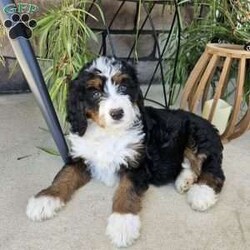 Luna/Bernedoodle									Puppy/Female	/11 Weeks,Luna is a beautiful an loving bernedoodle, she loves to play an cuddle with our children an is very well socialized!she is up to date on shots an deworming, she is vet checked an micro chipped an comes with a 1 year genetic health guarantee.call today to make her yours!