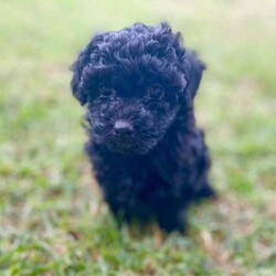 Purebred Toy Poodles/Poodle (Toy)/Female/Younger Than Six Months,2 black female toy poodle puppies available to loving, forever homes. They have been vaccinated, wormed fortnightly, vet checked and microchipped. Both parents have beautiful natures are can be viewed.Our puppies are happy, healthy and confident puppies that have been lovingly raised and well-socialised inside our home with children and other animals. Both have begun the process of toilet training using puppy pads and grass and are learning fast.Serious enquires via TEXT only please.